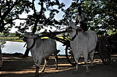 Myanmar - Inwa, ox driven cart